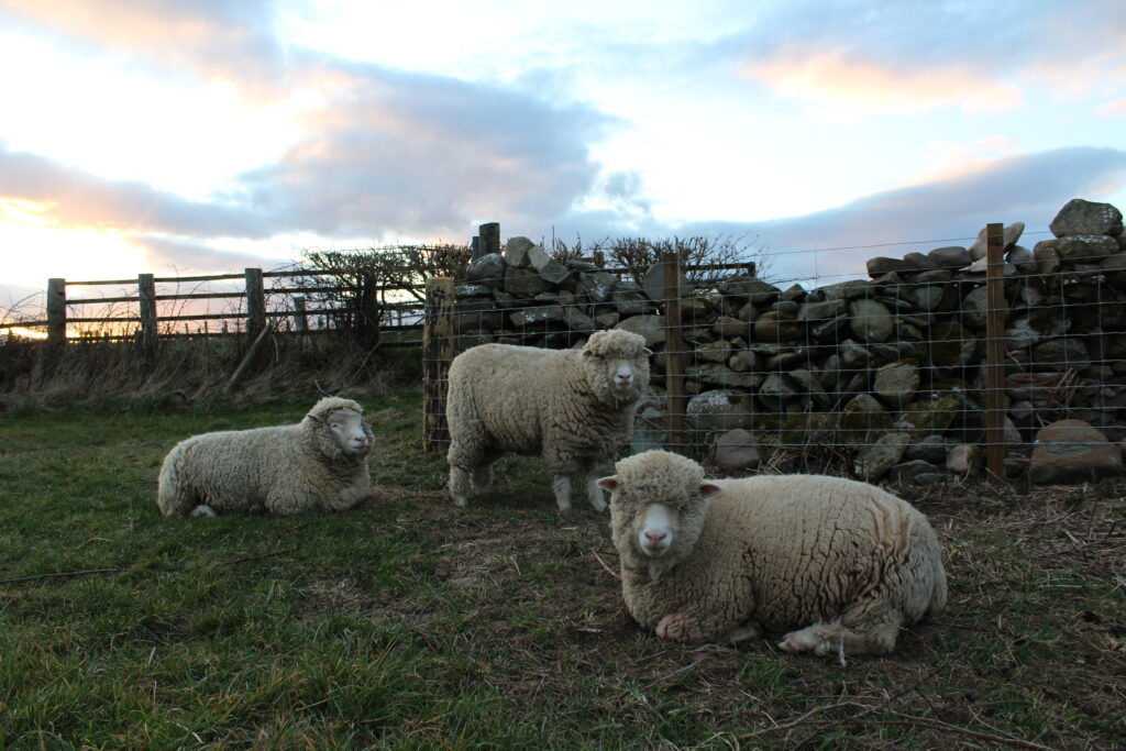 Three sheep in a field at sunset. The sheep are standing before a stock fence and they are all looking at the camera.