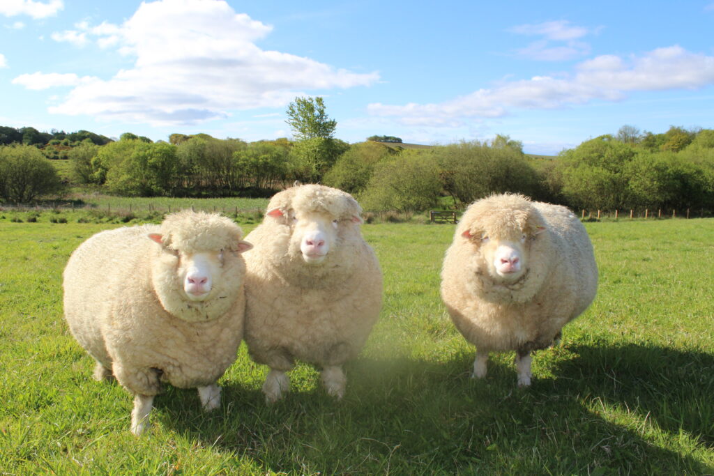 Three sheep in a field on a sunny day. The sheep are looking at the camera.