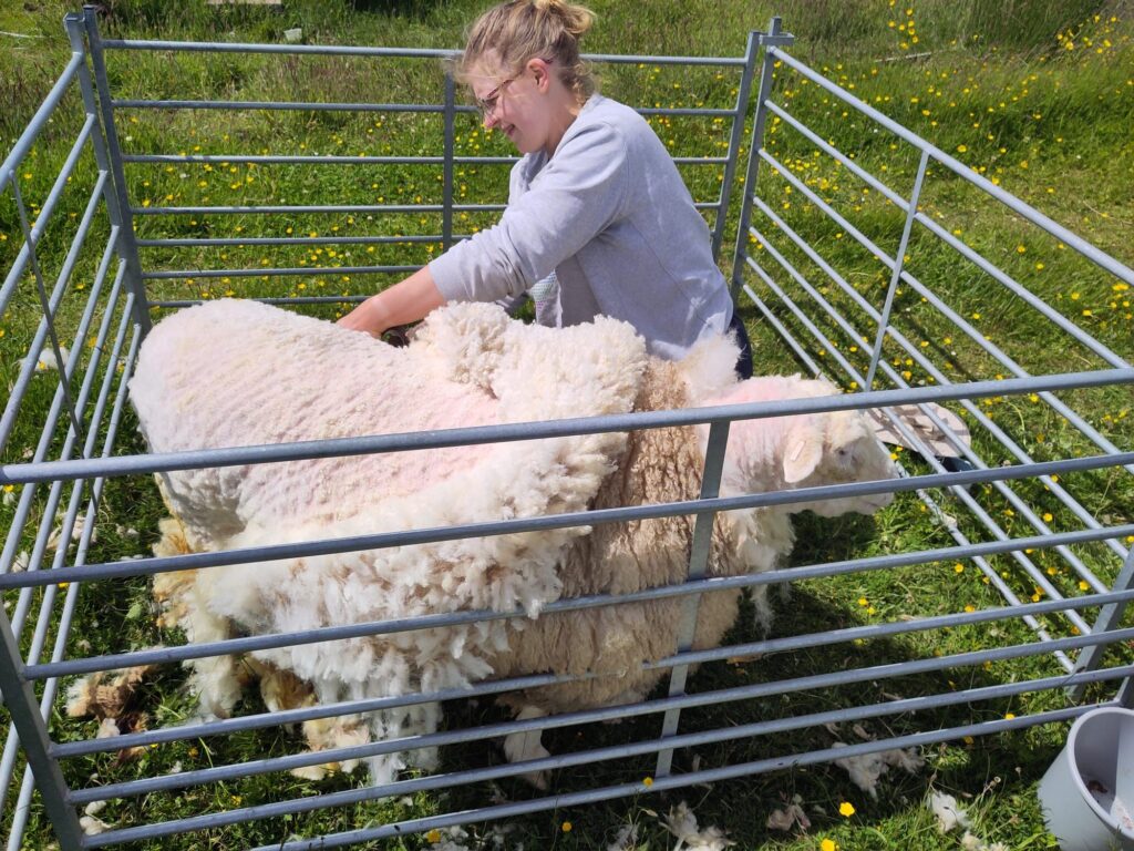 Woman kneeling in a pen alongside a sheep. The woman is shearing the sheep with hand shears.