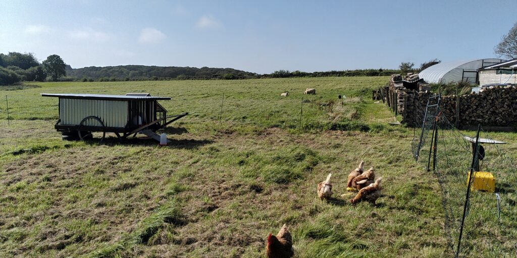 Flocks of rescued hens outside in the fresh air and sunshine. Mobile chicken coop in the background.