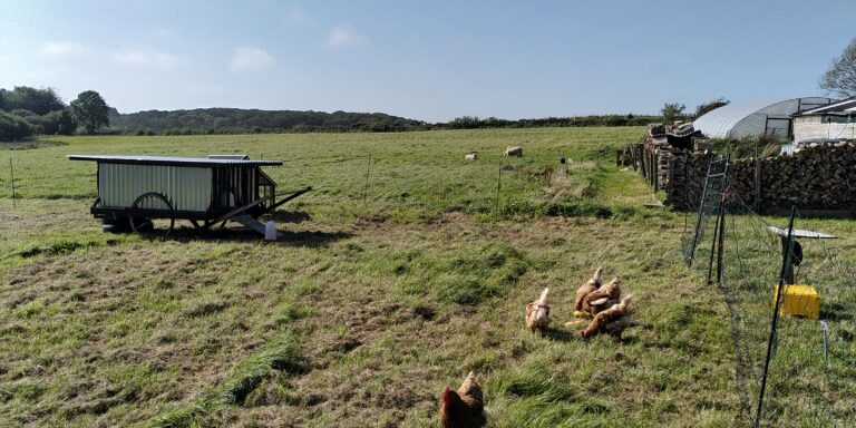 Flocks of rescued hens outside in the fresh air and sunshine. Mobile chicken coop in the background.