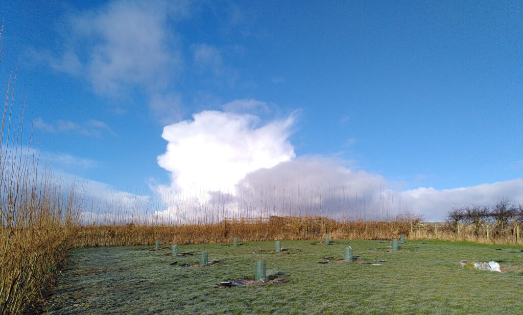 A newly planted orchard of young saplings that are just getting started