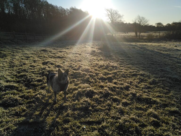 A dog in an open field at sunrise.