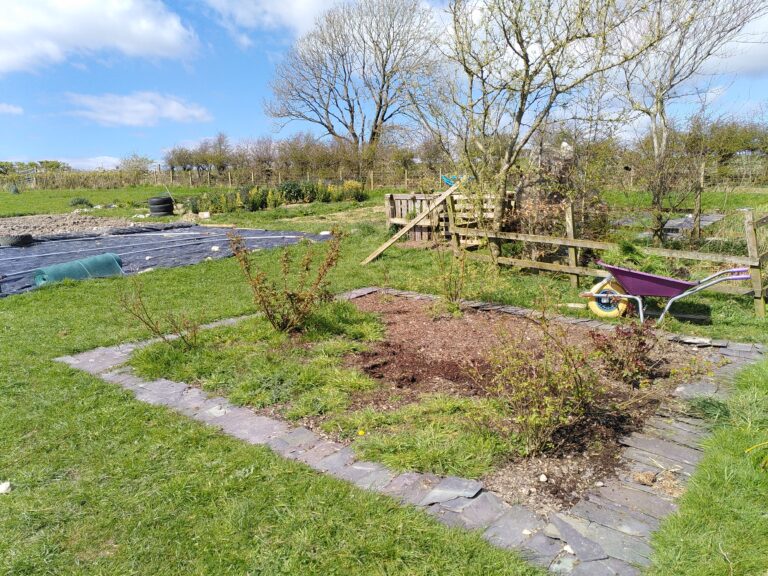 A rose garden in overwhelming disarray. Weeds have taken over and the rose bushes need tending to.