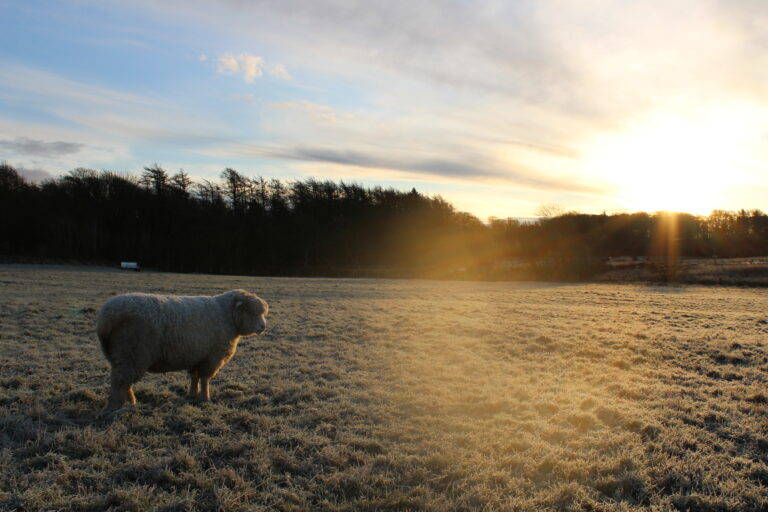 A sheep in a frosty field at sunrise, looking out across a smallholding.