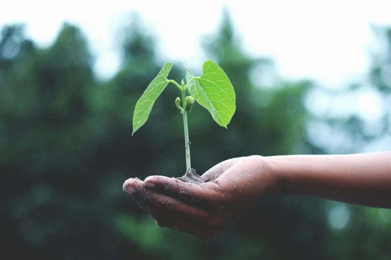 A seedling in the palm of a hand, with a forest in the background. Chosen by the author to represent our opportunity to amend our behaviour and safeguard the environment,