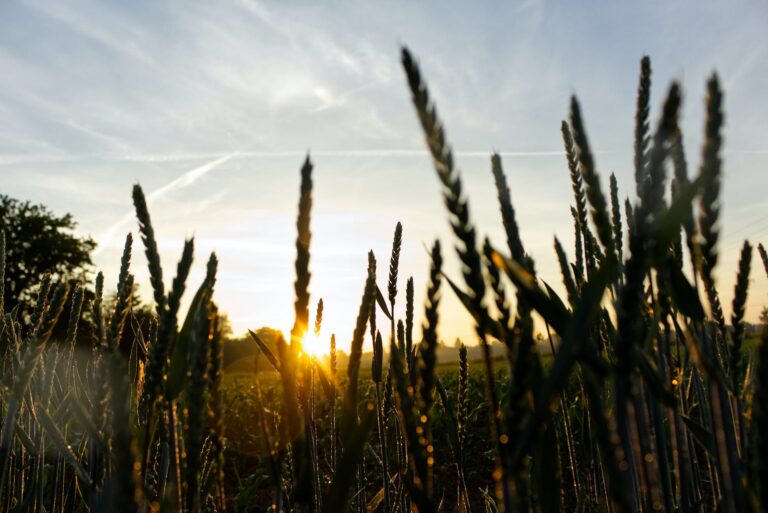 A close up of tall grass seed heads, with the dawn sky in the bckground.