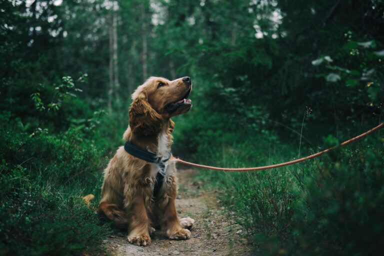 A small brown log on a leash, standing in a forest, looking up towards the owner who is out of frame.