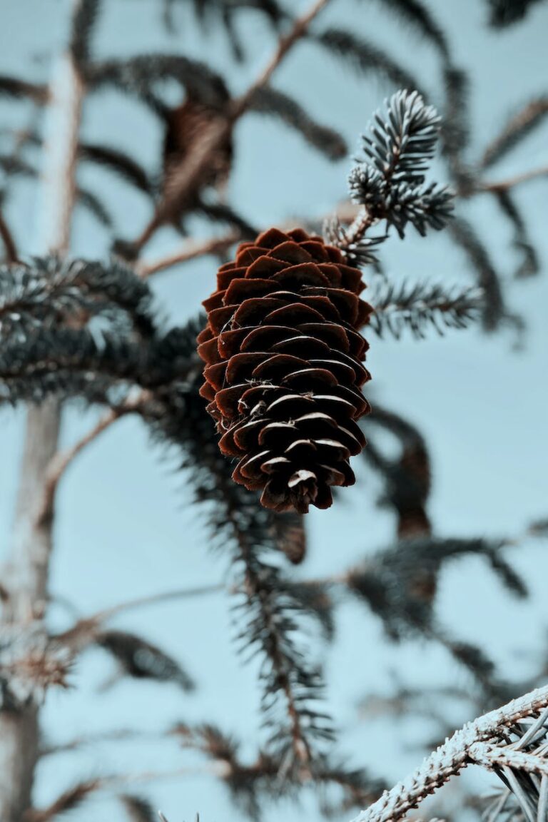 A festive image: a pinecone on tree with evidence of snow and frost.