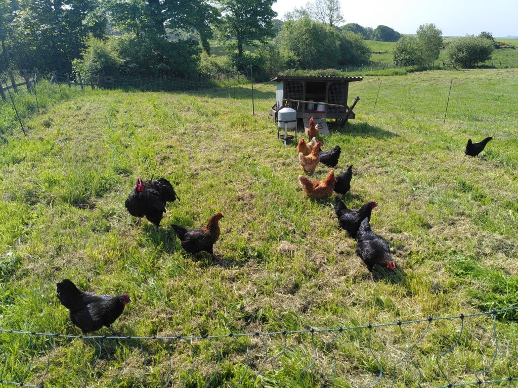 A flock of pet chickens outside on the grass on a sunny Spring day.