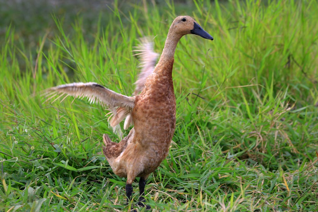 Brown Indian Runner Duck on Green Grass, spreading her wings