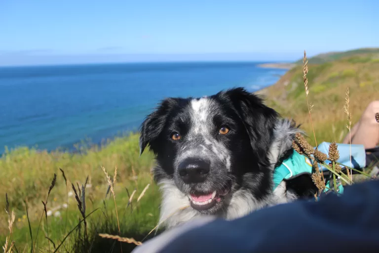 Border collie wearing a blue harness. sitting near the coast on a bright, sunny day.