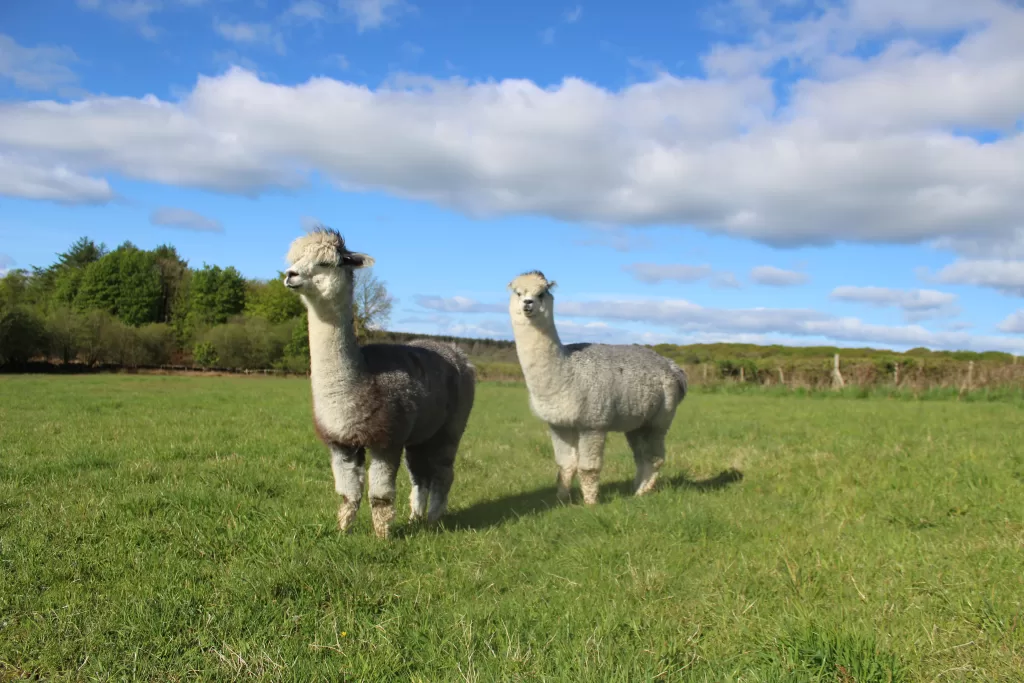 Two grey alpacas in a lush green field on a bright sunny day