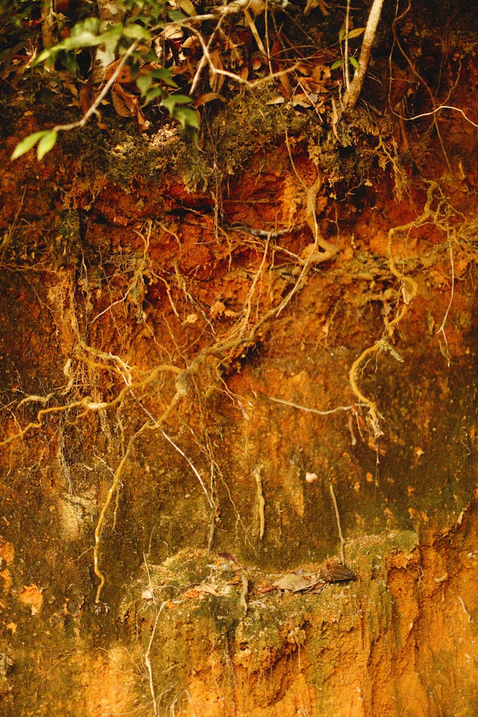 Tree Roots Exposed from the Sol