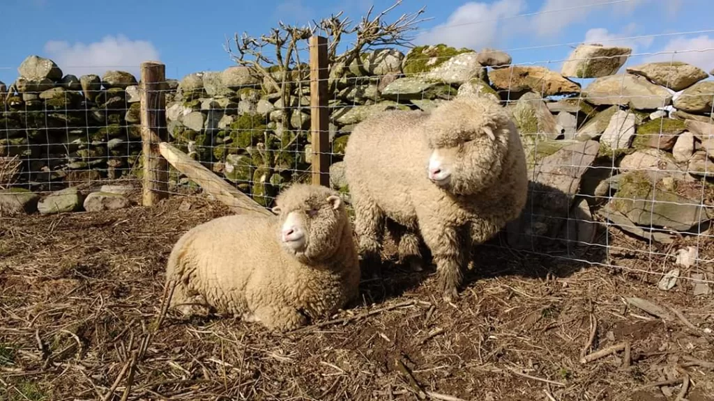 Two Dorset sheep on their first day at the new home on a burgeoning smallholding. They are standing in front of a dry stone wall with a stock fence within.