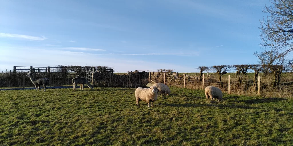 Sheep and alpacas grazing on a smallholding in early February.