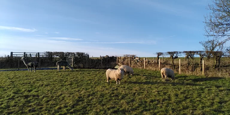 Sheep and alpacas grazing on a smallholding in early February. It is a clear, sunny day with vibrant colours.